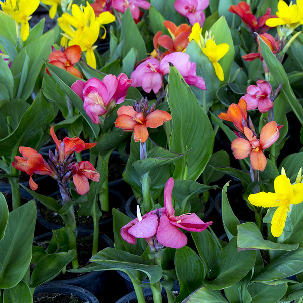 Canna Lily Cannova Mixed Canna Lily Cannova Mixed