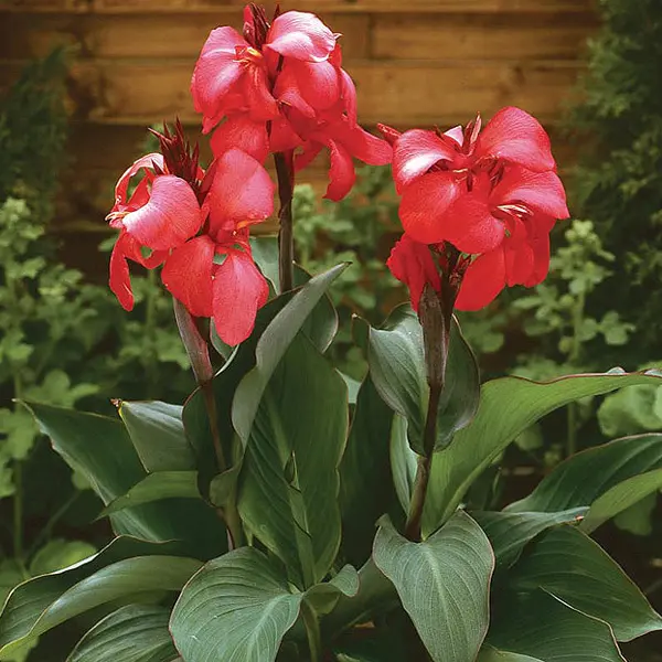 Canna Lily Cannova Rose Canna Lily Cannova Rose