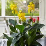 Canna Lily Cannova Sunrise Pkclicsu - Garden Express Australia