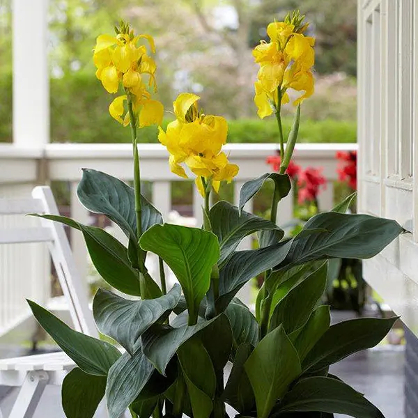 Canna Lily Cannova Sunrise Canna Lily Cannova Sunrise