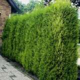 Conifer Leighton Green 12 - Garden Express Australia