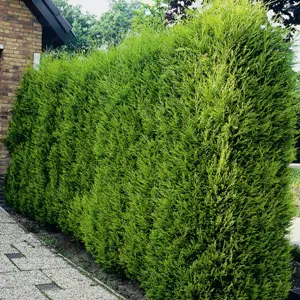 Conifer Leighton Green 68mm Conifer Leighton Green 68mm