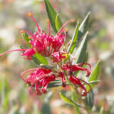Grevillea Splendour Grevillea Splendour