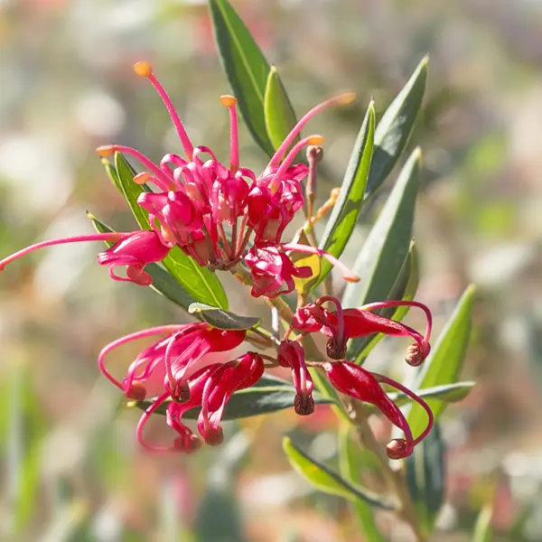 Grevillea Splendour Grevillea Splendour
