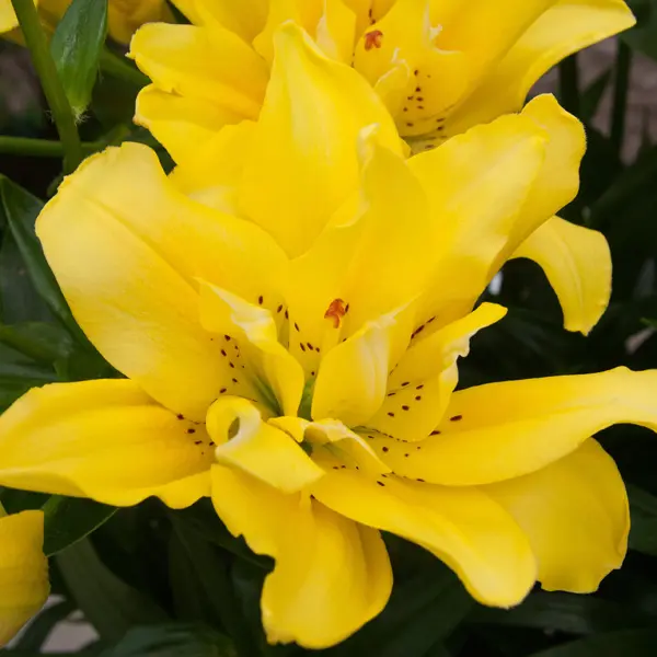 Lilium Double Fata Morgana