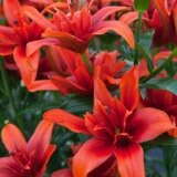 Lilium Double Red Twin