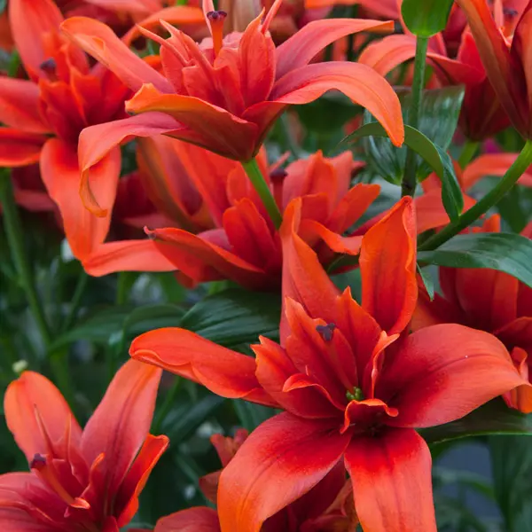 Lilium Double Red Twin Lilium Double Red Twin
