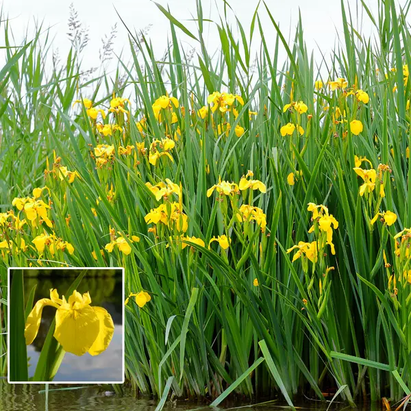 Yellow Flag Iris Yellow Flag Iris
