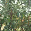 How To Plant Bare Root Trees 5 - Garden Express Australia