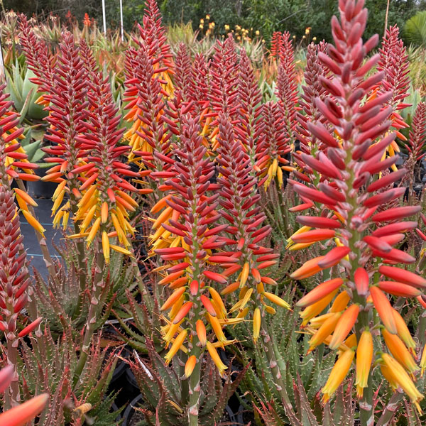 Aloe Harlequin Tm 100mm Pot