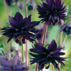 Aquilegia Black Barlow Aquilegia Black Barlow