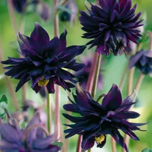Aquilegia Black Barlow Aquilegia Black Barlow