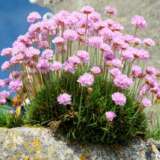 Armeria Pink Lpoarmpin - Garden Express Australia
