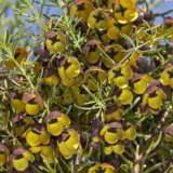 A Guide To Growing Australian Natives A Guide To Growing Australian Natives