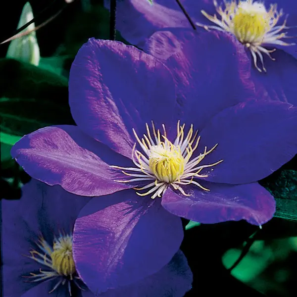 Clematis Ken Donson