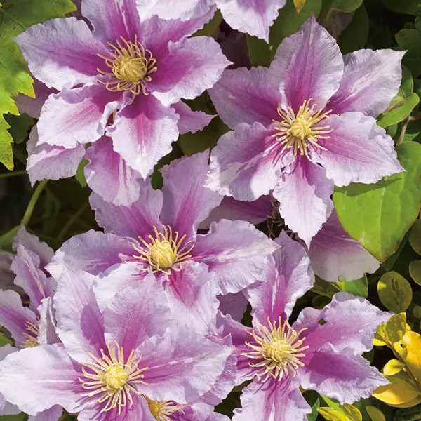 Clematis Piilu (pbr) Clematis Piilu (pbr)