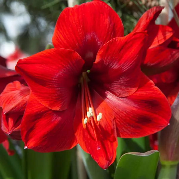 Hippeastrum Floris Hoekker Hippeastrum Floris Hoekker