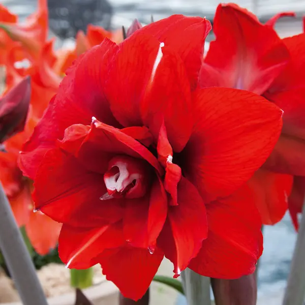 Hippeastrum Double King Hippeastrum Double King