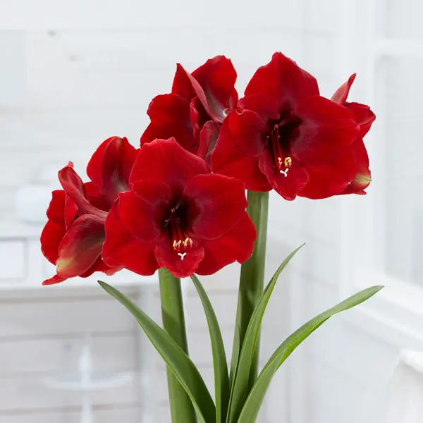 Hippeastrum Magnum Hippeastrum Magnum