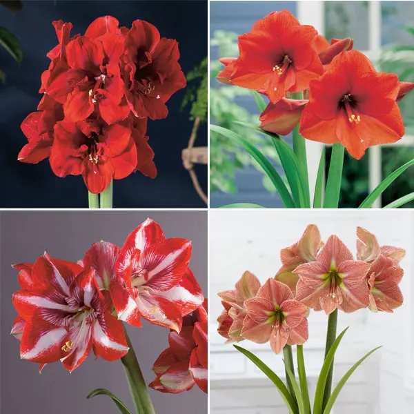 Hippeastrum New Release Collection Hippeastrum New Release Collection