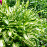 Hosta Mini Hideout Pkhosmhi - Garden Express Australia