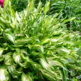 Hosta Mini Hideout Pkhosmhi - Garden Express Australia