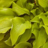 Hosta Pale Green PKHOSPGR Hosta Pale Green PKHOSPGR