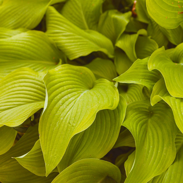 Hosta Pale Green PKHOSPGR Hosta Pale Green PKHOSPGR