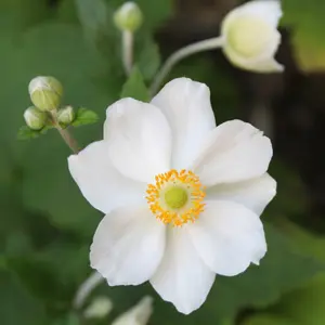 Japanese Windflower Single White Japanese Windflower Single White