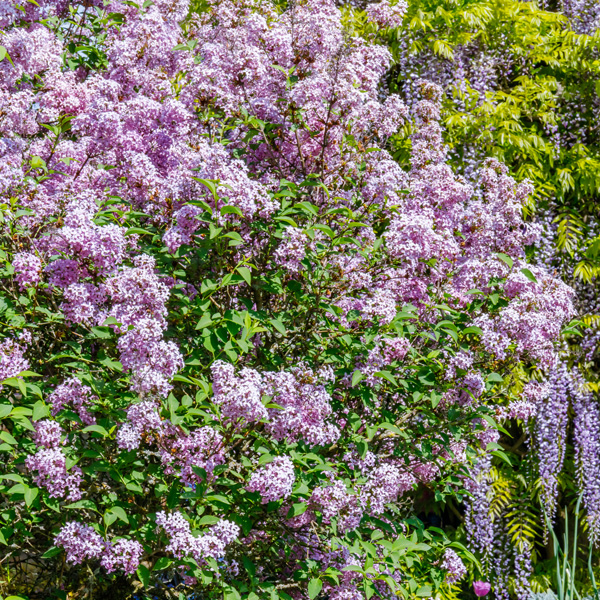 Lilac Josee Lilac Josee