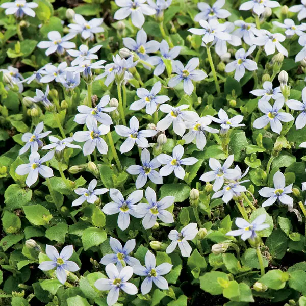 Pratia Blue- Alpine Pratia Pratia Blue- Alpine Pratia