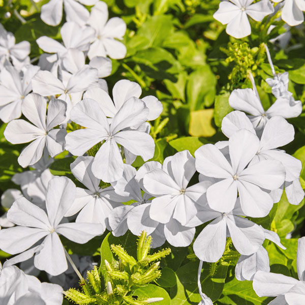Plumbago White Plumbago White