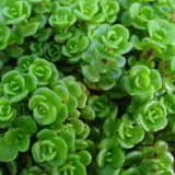 Sedum Green Mound Pplsedgmd - Garden Express Australia