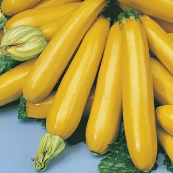 Seed – Zucchini Gold Rush F1 Seed – Zucchini Gold Rush F1