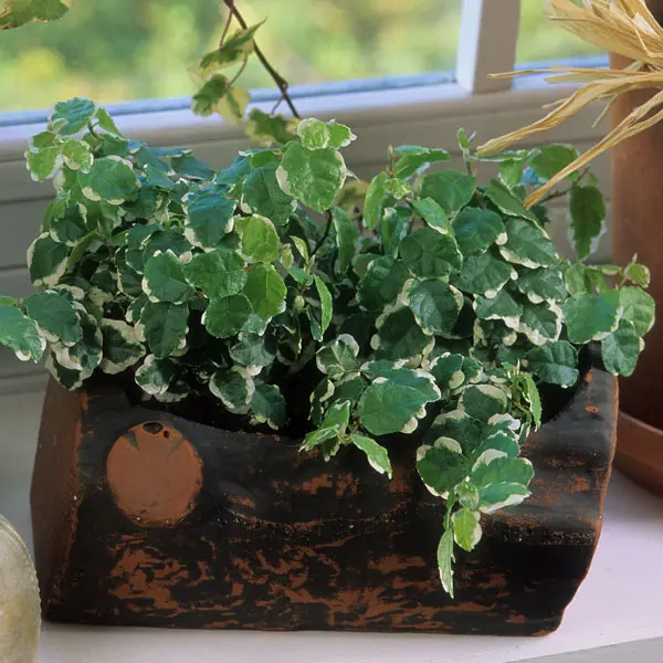 Variegated Creeping Fig Variegated Creeping Fig