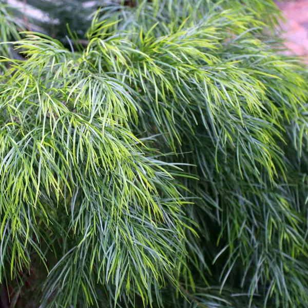 Acacia Cognata Mini Cog (pbr) Acacia Cognata Mini Cog (pbr)
