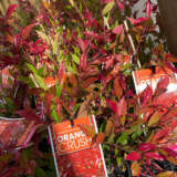 Acmena Orange Crush Acmena Orange Crush