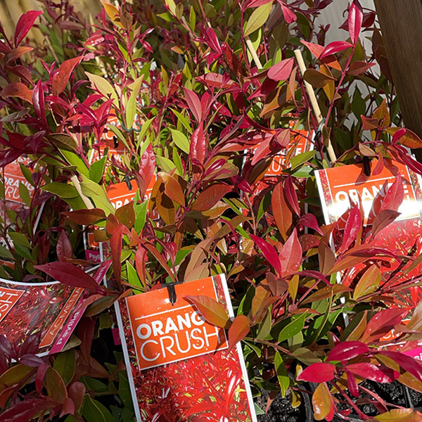 Acmena Orange Crush Acmena Orange Crush