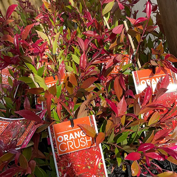 Acmena Orange Crush Acmena Orange Crush
