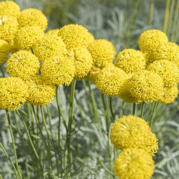 Billy Buttons 50mm Billy Buttons 50mm