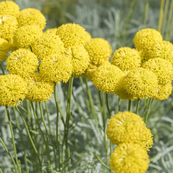 Billy Buttons 50mm Billy Buttons 50mm