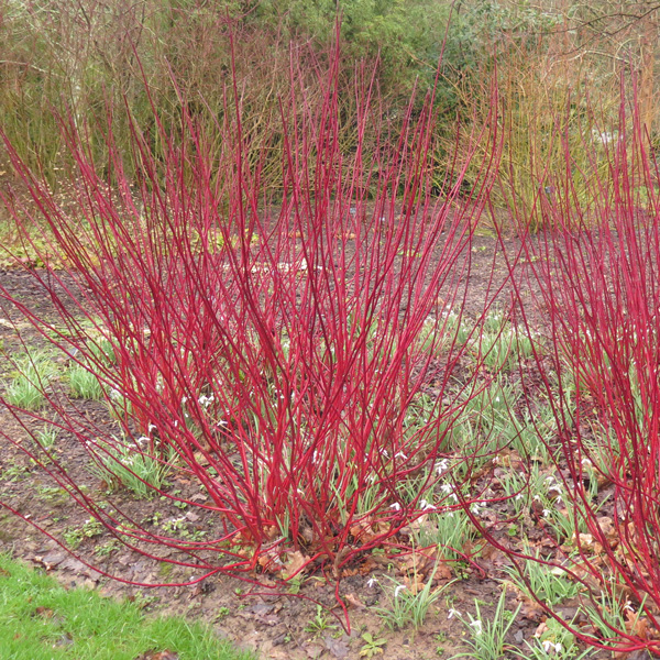 Cornus Red Stem Dogwood Cornus Red Stem Dogwood