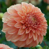 Dahlia Bracken Dahlia Bracken