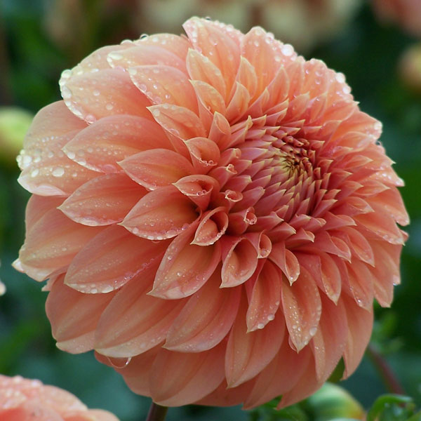 Dahlia Bracken Dahlia Bracken