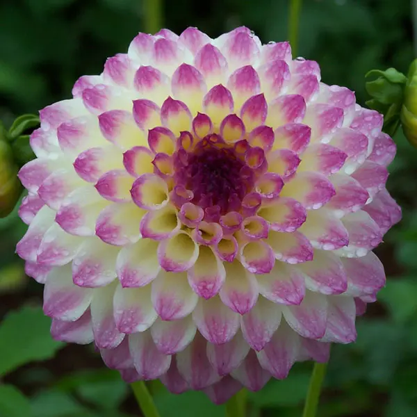 Dahlia Formby Art Dahlia Formby Art