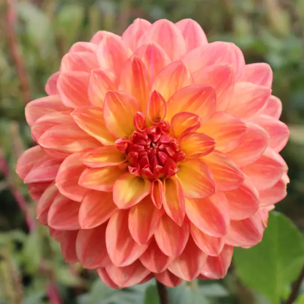Dahlia Golden Nugget Dahlia Golden Nugget