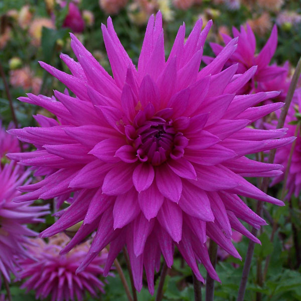 Dahlia Hedgehog Dahlia Hedgehog