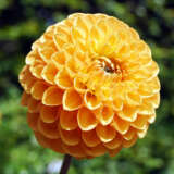 Dahlia Honeycomb Dahlia Honeycomb