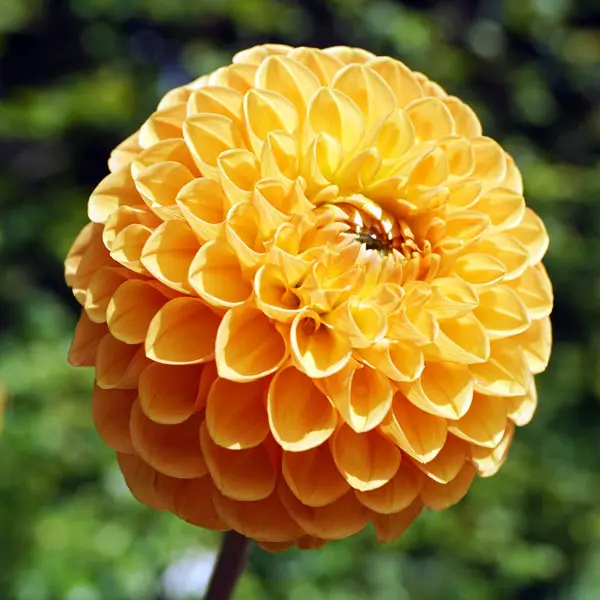 Dahlia Honeycomb