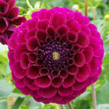 Dahlia Huckleberry Dahlia Huckleberry
